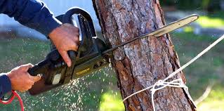 Best Stump Grinding and Removal  in Pierce, NE