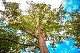 Best Root Management and Removal  in Pierce, NE