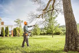 Reliable Pierce, NE Tree Care Solutions