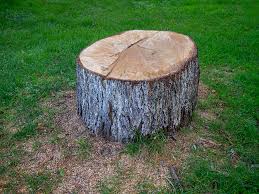 Tree and Shrub Care in Pierce, NE