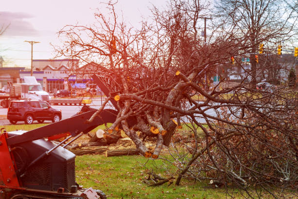 Best Hazardous Tree Removal  in Pierce, NE