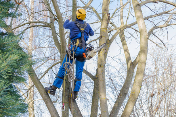 Best Commercial Tree Services  in Pierce, NE