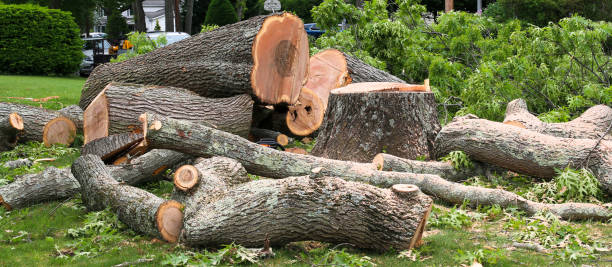 Best Emergency Tree Removal  in Pierce, NE