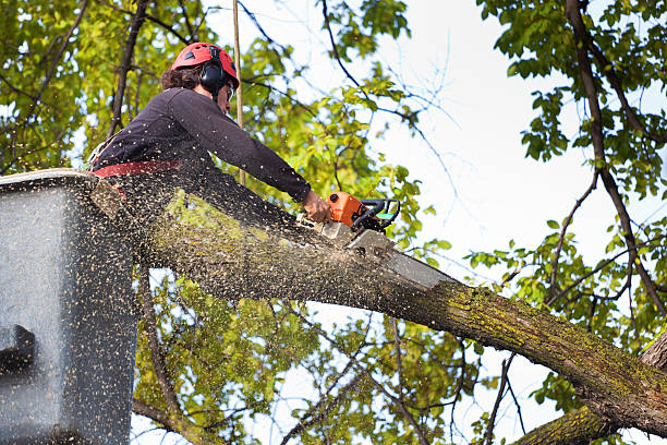 Best Tree Preservation Services  in Pierce, NE