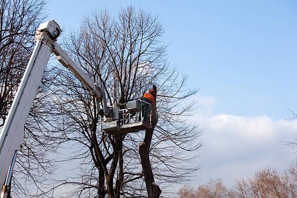 How Our Tree Care Process Works  in  Pierce, NE