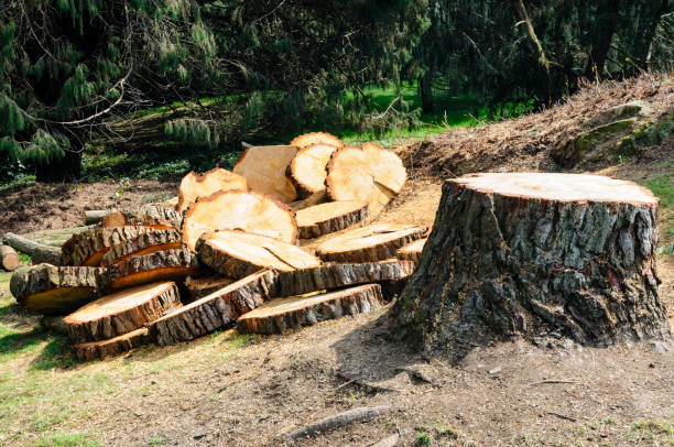 Best Firewood Processing and Delivery  in Pierce, NE